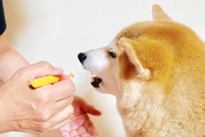 歯に関するトラブルでお悩みの飼い主さまへ